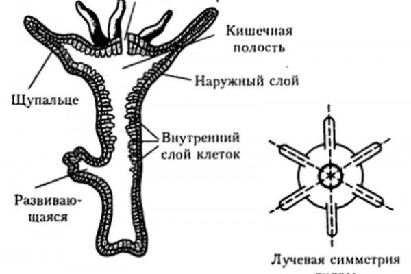 Kra35.at