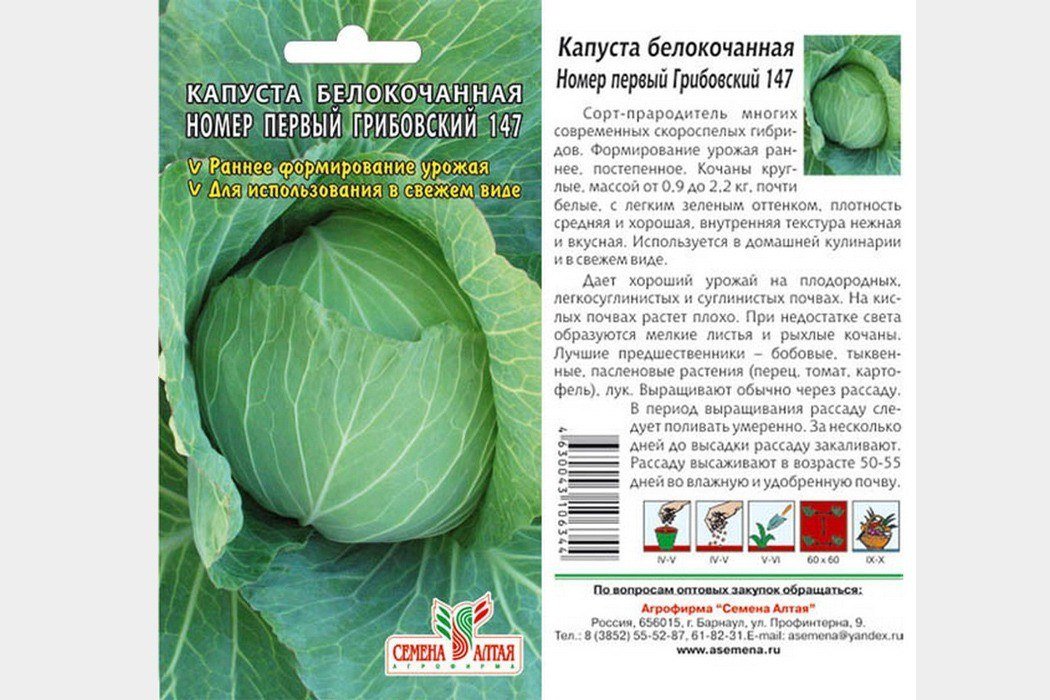 Капуста описание. Капуста белокочанная номер 1 Грибовский 147. Капуста б/к номер первый Грибовский 147. Капуста ранняя номер первый Грибовский. Семена капусты Грибовский 147.